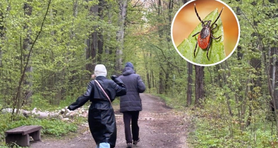 Как узнать, есть ли клещи у вас во дворе и на даче: ученый дал простой совет - понадобится всего одна вещь из дома