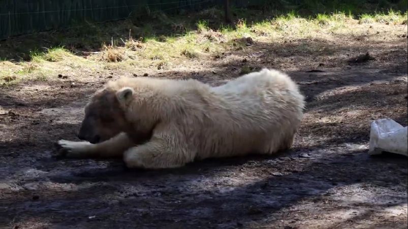 Медведицы Белка и Стрелка приняли грязевые ванные