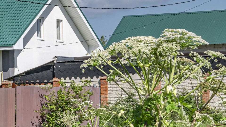 Битва с борщевиком: как петербуржцам победить «зеленого монстра» на своем участке — советы от агронома