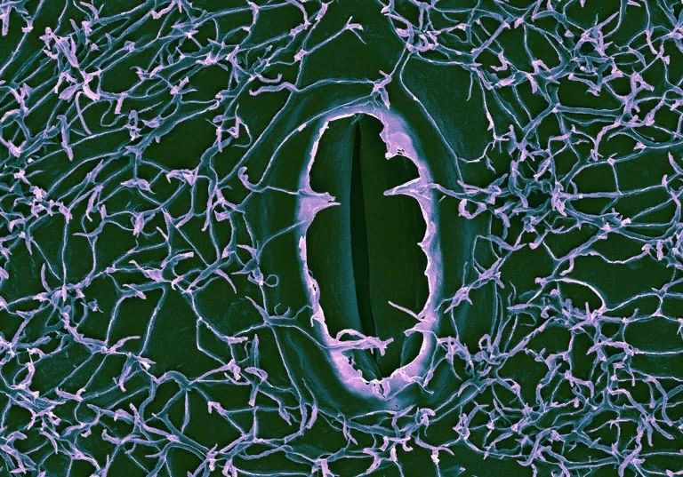 Почему растения нуждаются в восковом облике: секреты их выживания