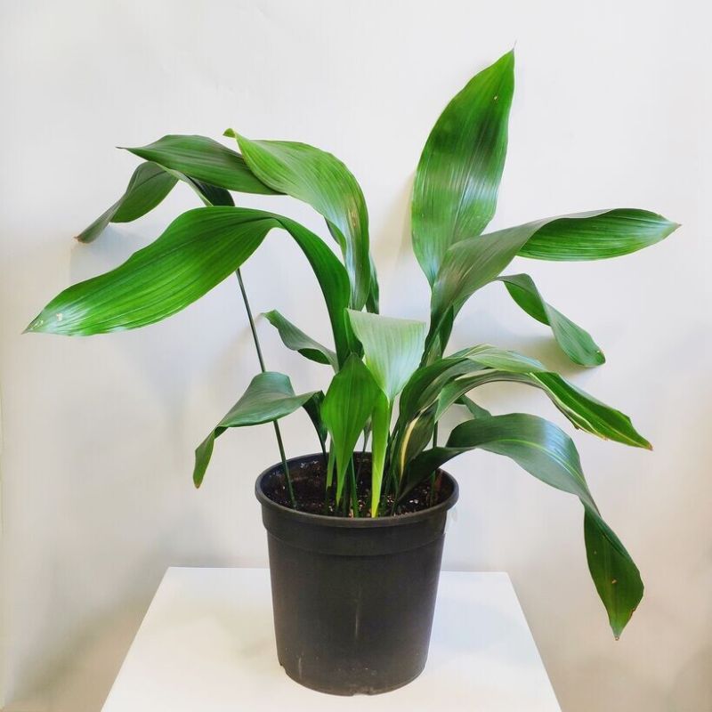 Почему аспидистра — идеальный выбор для вашего дома