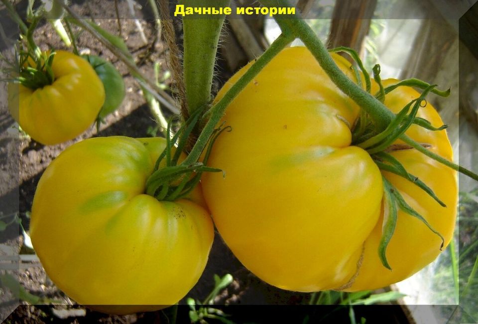 Выбор лучших сортов томатов для вашего огорода