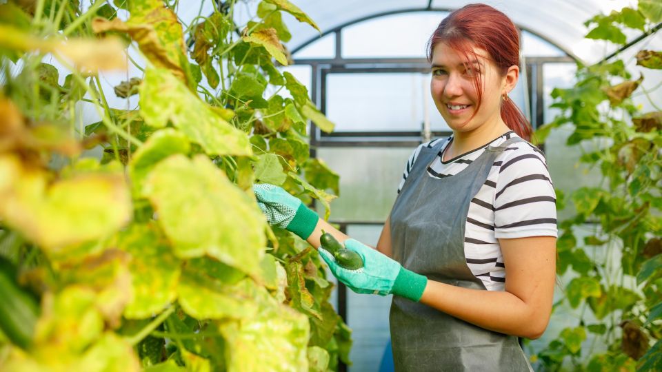 Можно ли спасти огурцы с пожелтевшей листвой: агроном дала дельный совет