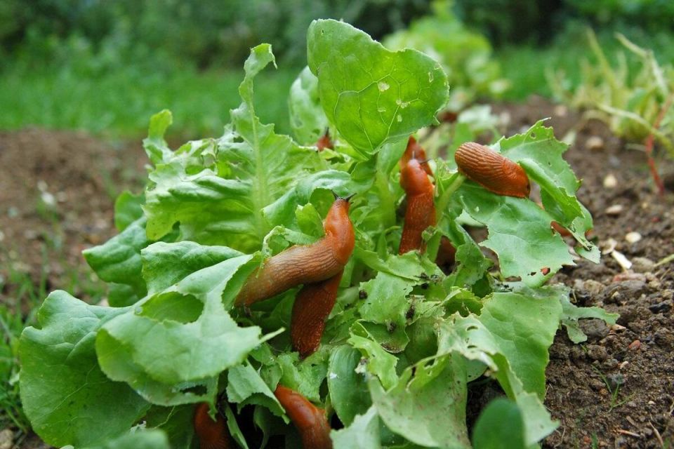 Советы по защите и уходу за огородом