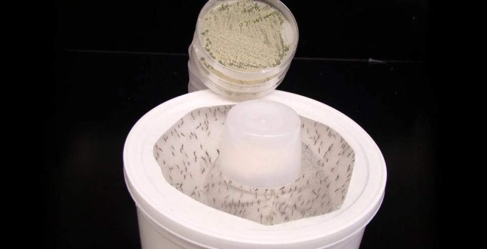 Учёные разработали гриб, который привлекает и уничтожает комаров