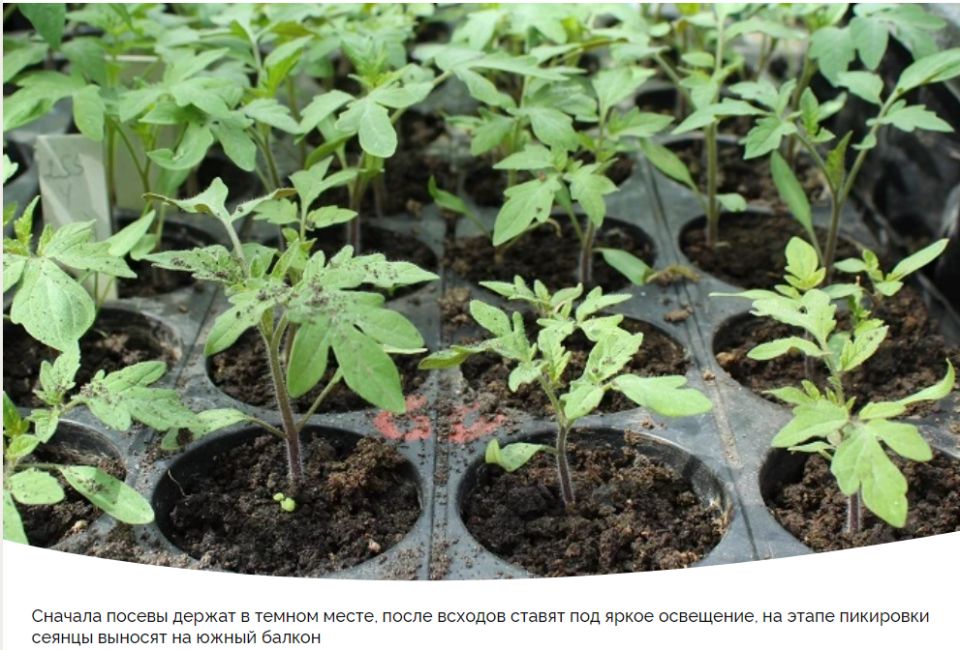 Посев семян томатов и высадка рассады: советы для богатого урожая