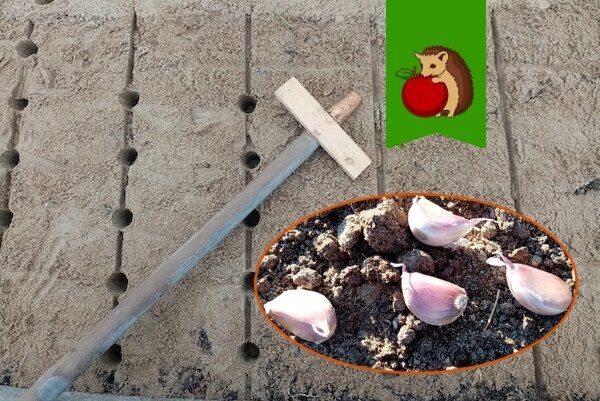 5 факторов, которые сигнализируют о неудачной грядке для озимого чеснока