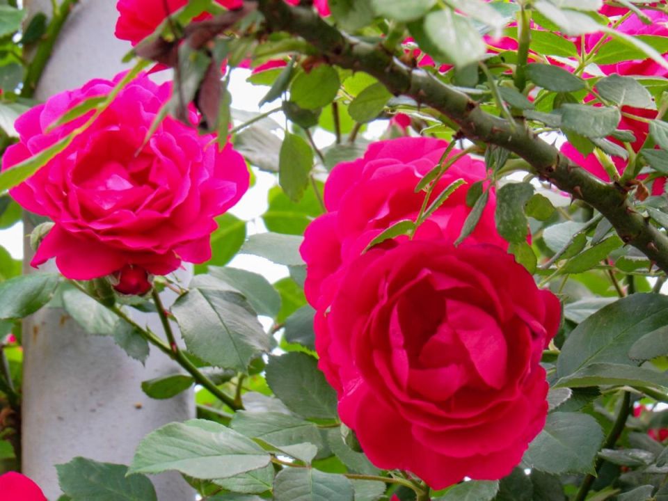 Сода: незаменимый помощник для вашего огорода