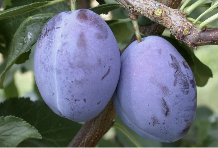 Как выбрать идеальную сливу для вашего сада: секреты успешного посадки