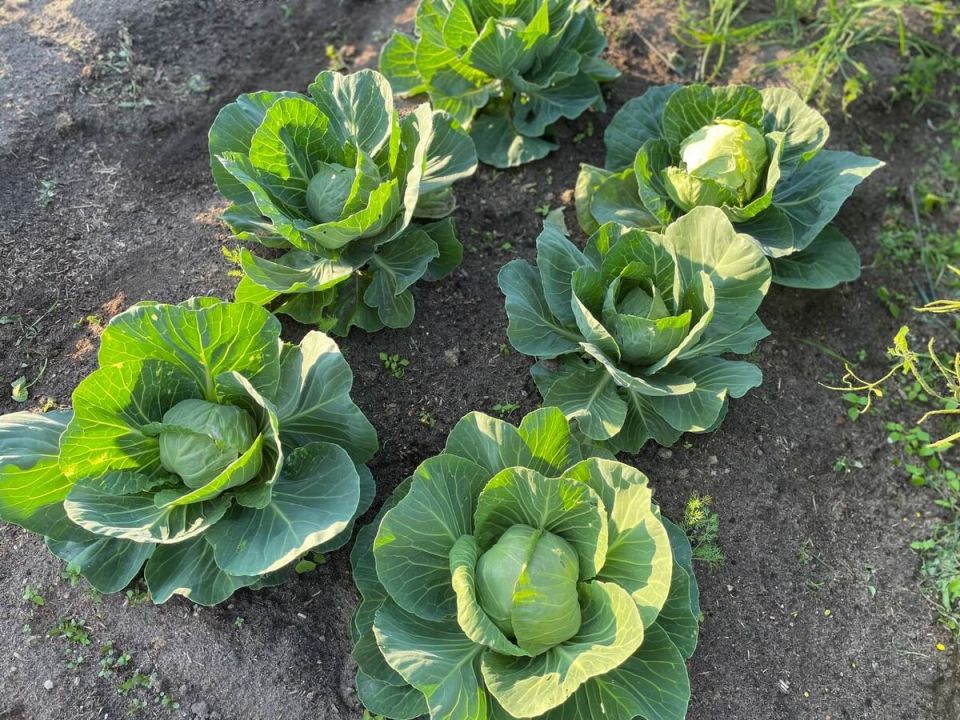 ������ �������: ������� ��������� ������, ������� ����� �����������