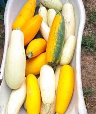 Плюсы и минусы жизни в деревне