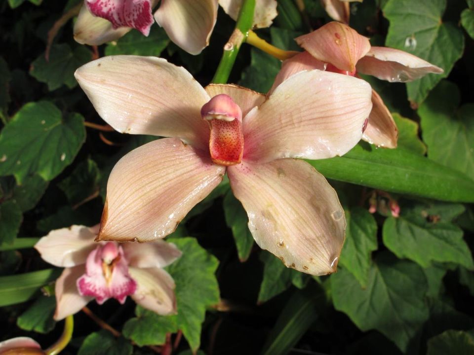 ��� ��������� �������� �������: ������� ��������� ��������