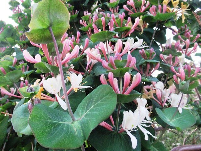 Как выбрать идеальное место для жимолости каприфоль на даче