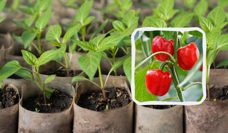 ����� �����: ��� ��������� ����������� ������� ����� � 2025 ����