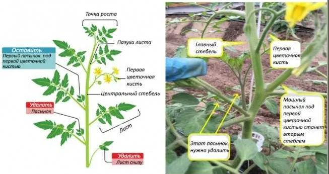 ������ ��� ���������: ��� ������������ �������� �������� �������� ������