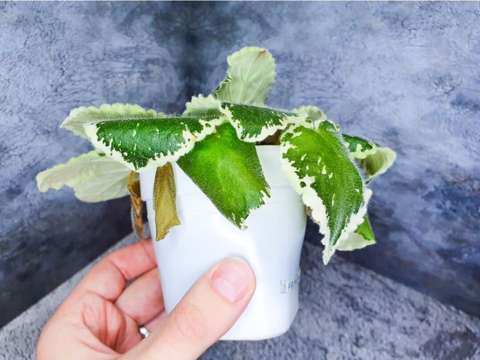 ��������� ������ ���������� ������: ��������� ������� �������� ��� ������