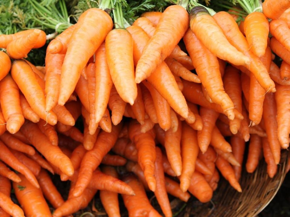 Как получить сладкую морковь: секреты успешного ухода в августе