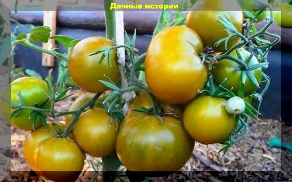 Томаты-гномы: выбор лучших сортов для вашего сада