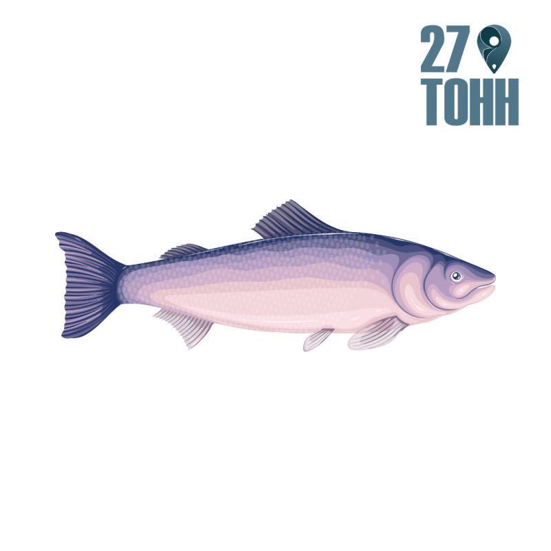 Почему стоит полюбить рыбу: 10 причин добавить её в свой рацион