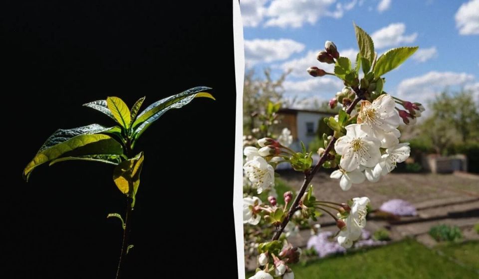 Как посадка деревьев в саду может защитить ваш дом и привлечь удачу