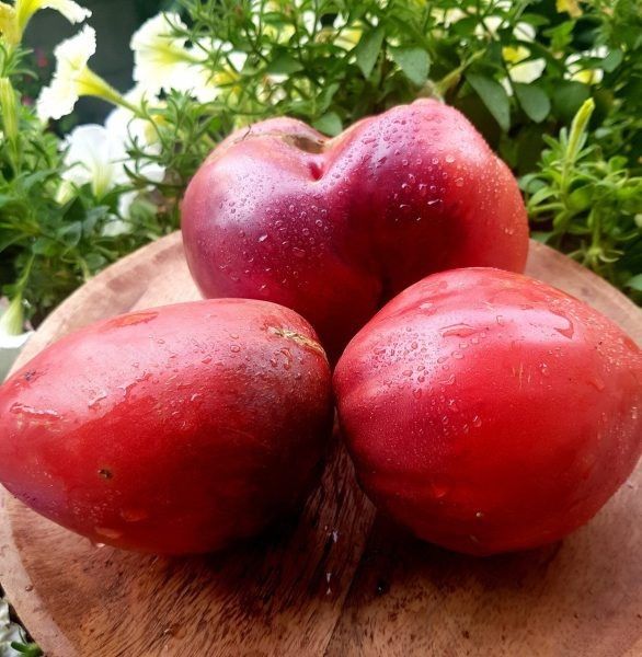 �������� ����� ����� �������