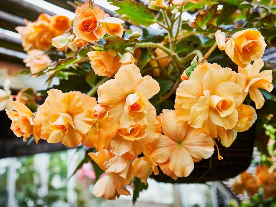 ���������� ������� ������ ���������: �������� ��� ���� ���������� ����� � �� �������