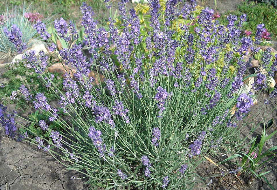 Секреты успешного выращивания лаванде в сибирских условиях