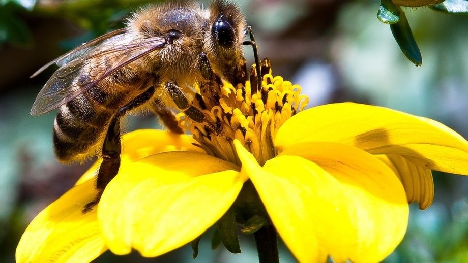 Растения, которые станут магнитом для пчел в вашем саду