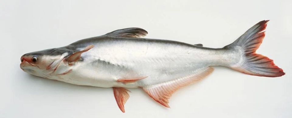 Не ешьте эту рыбу: 7 видов рыбы, которые становятся «губкой» для токсинов
