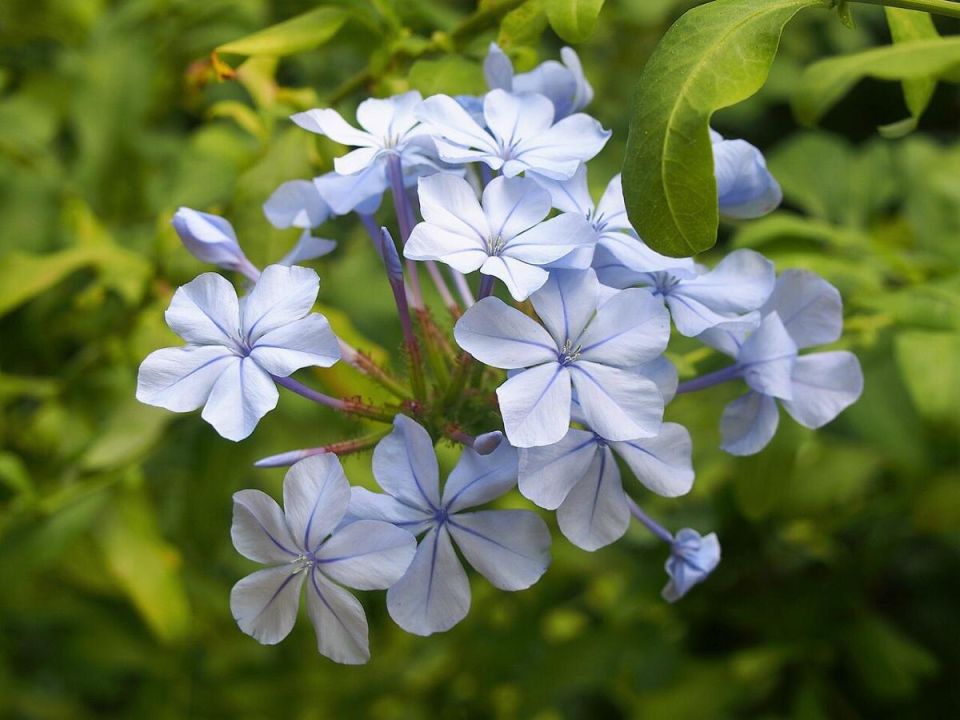 Плюмбаго: как превратить ваш участок в цветущий оазис