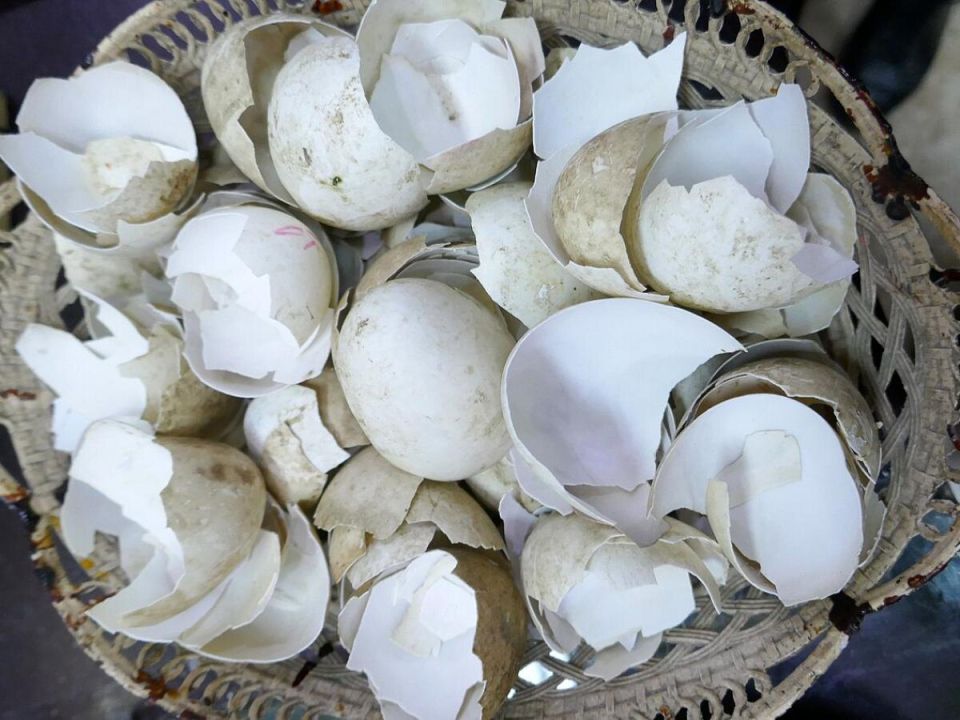 Секреты яичной скорлупы: как избыток кальция влияет на ваши растения