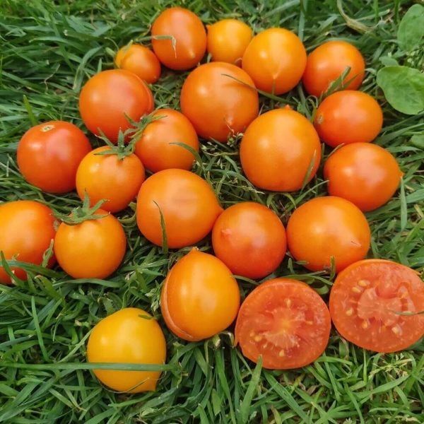 Томат янтарная россыпь: яркие и сладкие плоды для вашего огорода