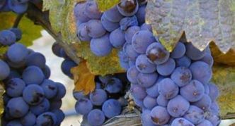 Пино Нуар: спокойное объяснение происхождения и практического значения винограда