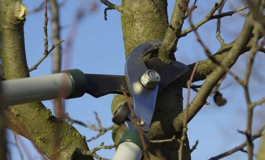 Обрезка деревьев и кустарников: простые принципы и полезные правила