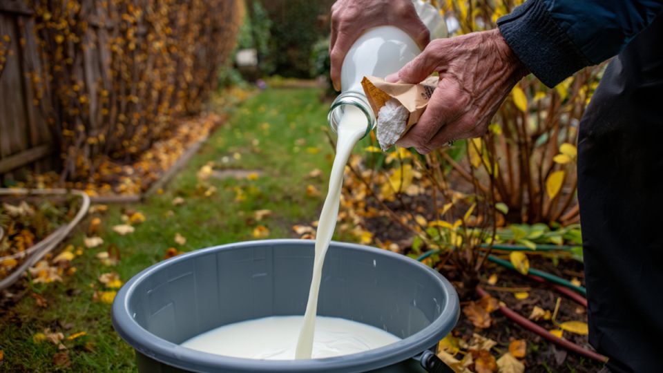Как молочная смесь спасает сад осенью и защищает его до весны