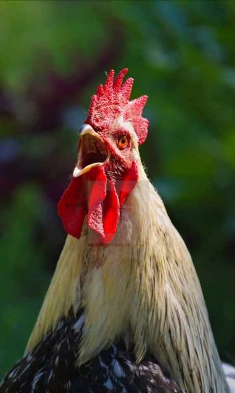    ,    ,    