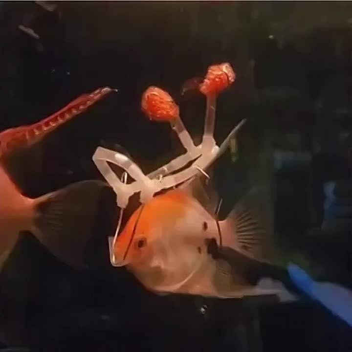       , -      ,      