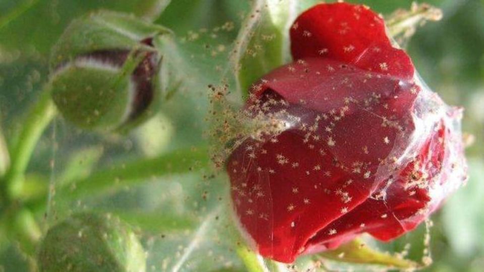 Паутинный клещ на розах: как распознать и предотвратить угрозу