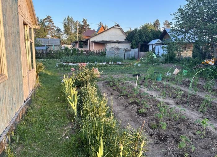 После проливных дождей: как спасти свои грядки и вернуть им здоровье