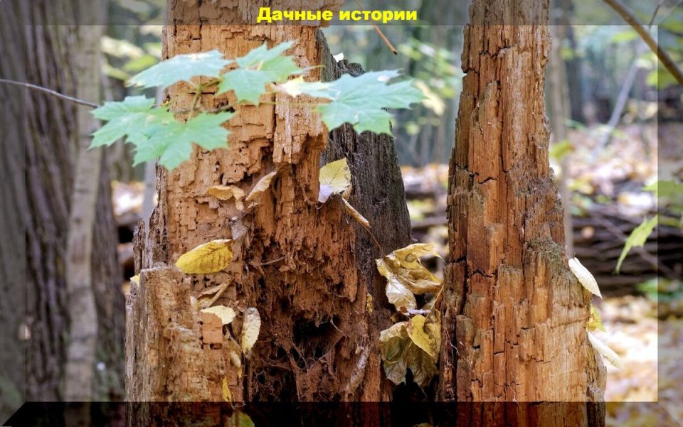 Пять уникальных идей использования трухлявой древесины в садоводстве