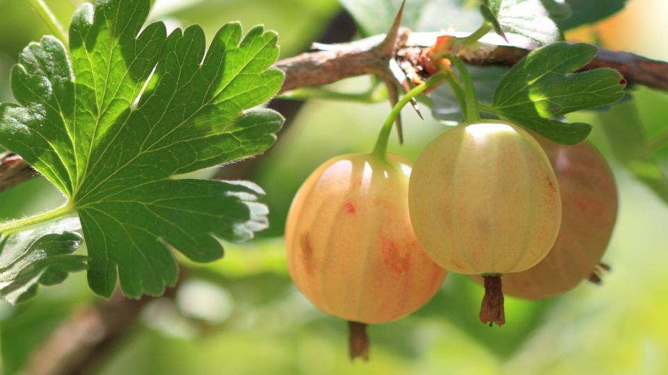 Ветки крыжовника будут ломиться от ягод: куст «ждет» только этой одной подкормки