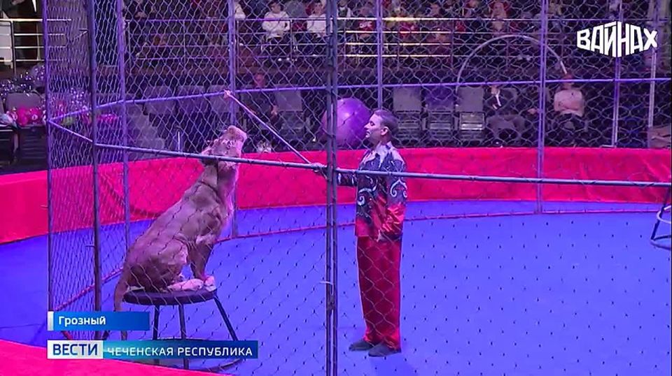В очередной раз Региональный общественный фонд им.Первого Президента Чеченской Республики, Героя России Ахмата-Хаджи Кадырова порадовал маленьких жителей республики и их родителей, эксклюзивными и интересными событиями