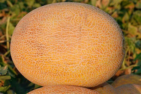 Дыня Карамель: Традиционный вкус с особыми характеристиками