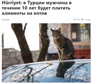 Житель Стамбула после развода с супругой по решению суда обязан в течение следующих десяти лет выплачивать алименты своим кошкам