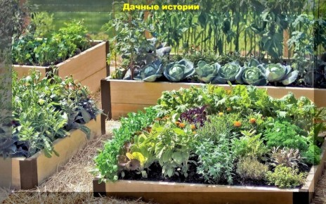 Как создать зеленый оазис: лучшие партнеры для растений и секреты эффективного сада