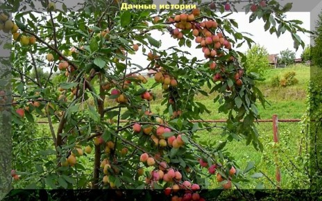 Мифы и Реальность: Скрещивание Косточковых Деревьев
