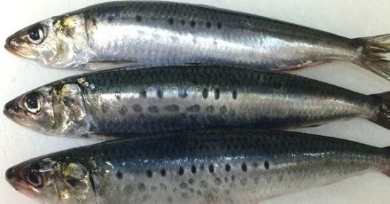 Сардины: восстановление морского деликатеса