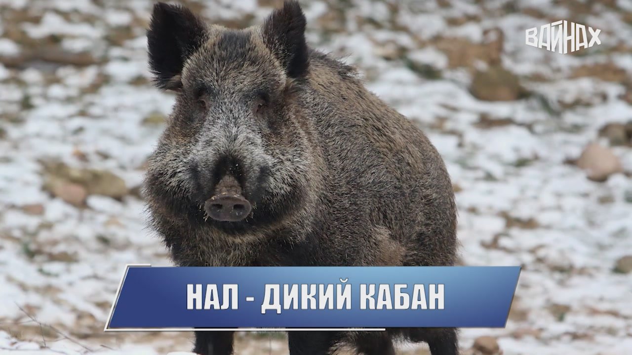 Хотите знать свой язык еще лучше? А может быть, мечтаете выучить чеченский язык?