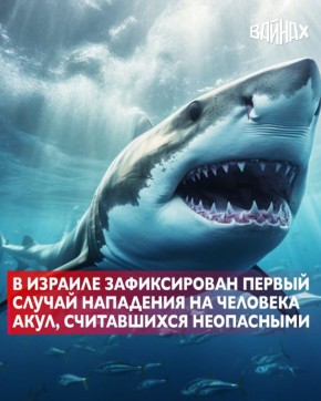 Мужчина, занимавшийся нырянием с маской у берегов Израиля, стал жертвой стаи акул, которые ранее считались неопасными для человека