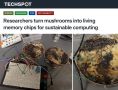Микросхему из грибов собрали учёные — шампиньоны и шиитаке обрабатывали до 5'850 сигналов в 1 секунду и запоминали их с точностью 90%